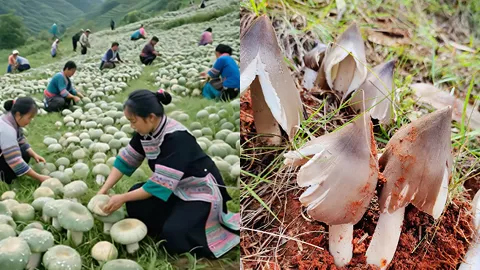 野生菌中毒