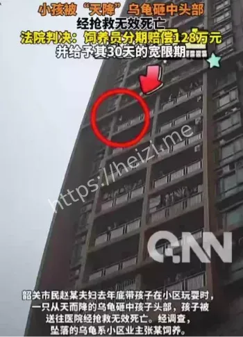 乌龟坠楼