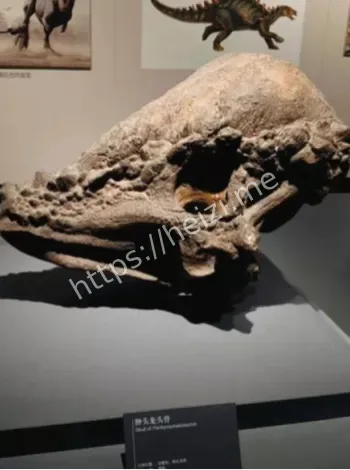 恐龙化石