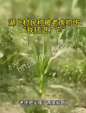 老虎伤人事件