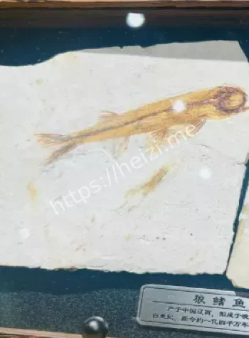 二叠纪古生物
