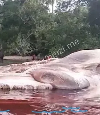 惊现神秘海怪