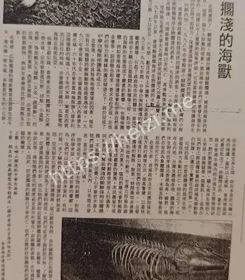 目击者爆料