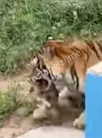 动物园安全措施