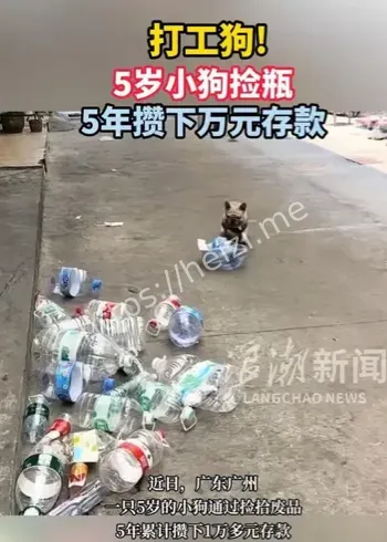 小狗捡瓶