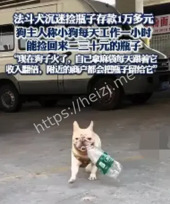 广州5岁半法斗
