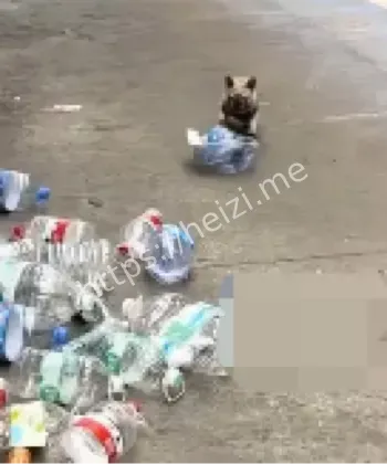 广州萌宠故事