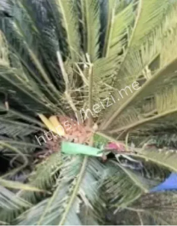 温州女子扔狗