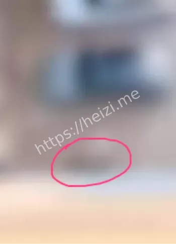 宠物狗