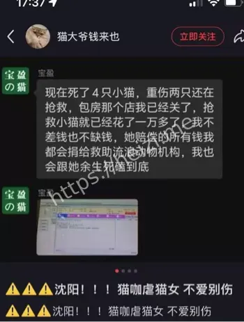 虐猫