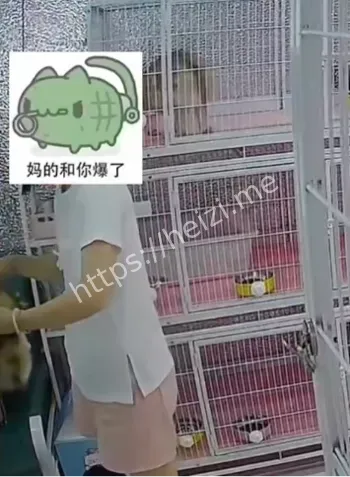 猫咪