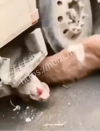 黑龙江黑河逊克县