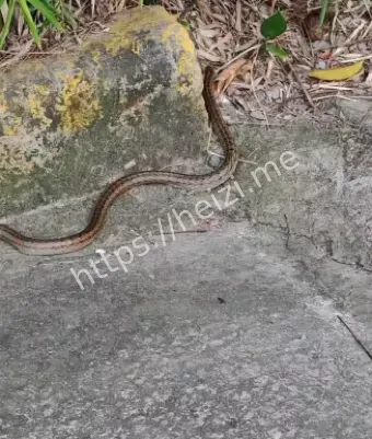 眼镜蛇咬伤防范