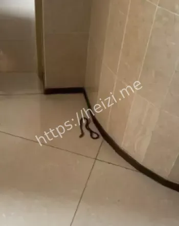 各种毒蛇乱溜达