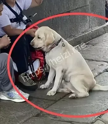 盲人导盲犬雨夜爬泰山