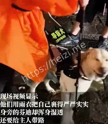 大连导盲犬基地回应回收