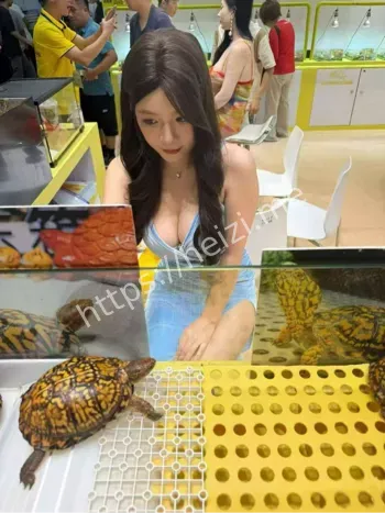 顺德龟展