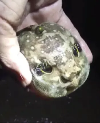 空想性错视心理学