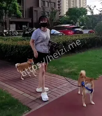上海遛狗女子