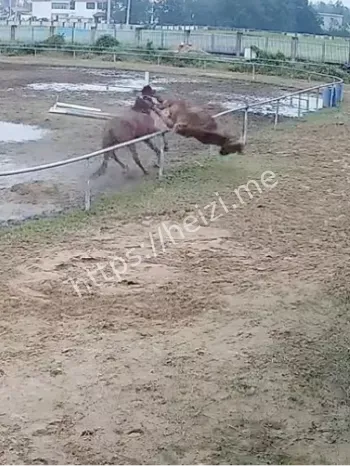 两公马争斗版本差异