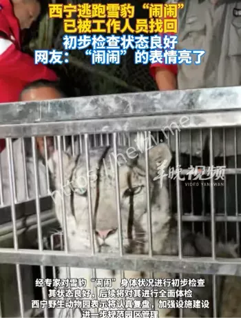 西宁雪豹闹闹逃逸