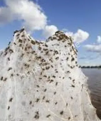 巴西小镇天降蜘蛛