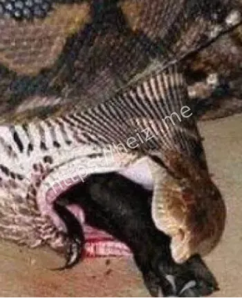 走蛟传说