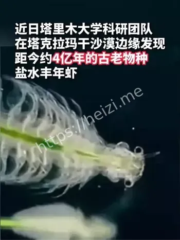 沙漠首现盐水丰年虾