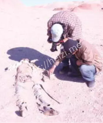 古城遗址青年疯死