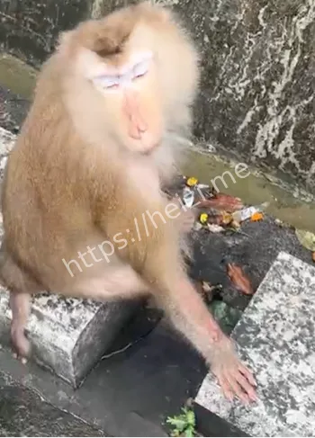 国庆节猴子山游客冲突事件