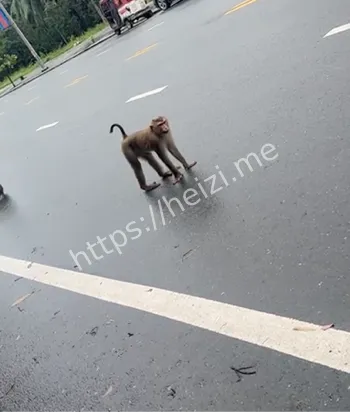 猴子山人猴大战抢食伤人案