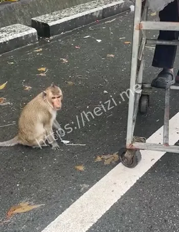 国庆节猴子山游客冲突事件