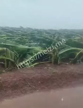 台风防备措施