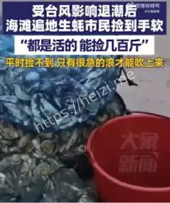 退潮生蚝