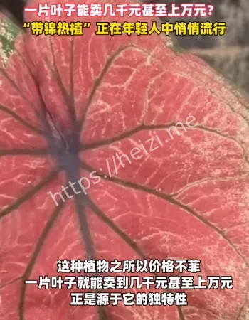 带锦热植