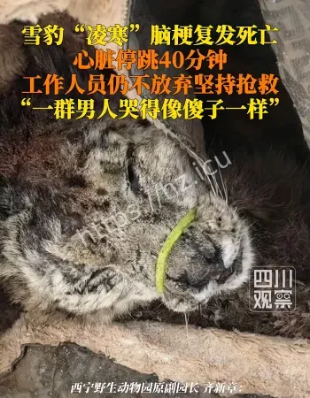 雪豹凌寒死亡