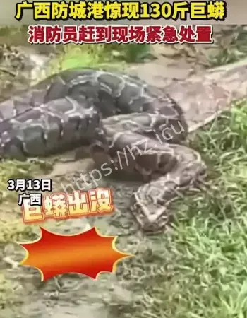 巨蟒三日护棺守护