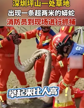 深圳现两米大蟒蛇