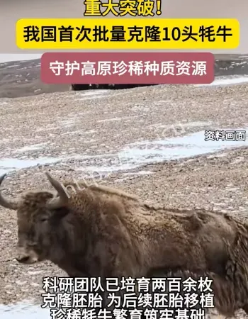 克隆10头牦牛