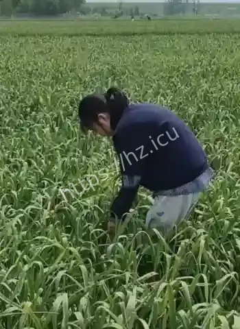 蒜薹堆积如山
