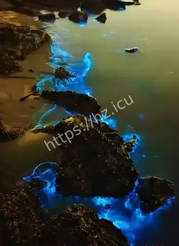 澳东部海岸惊现荧光海藻