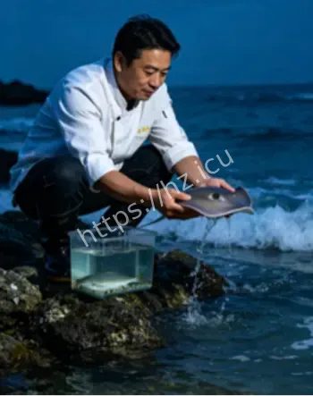 近海放生孔鳐
