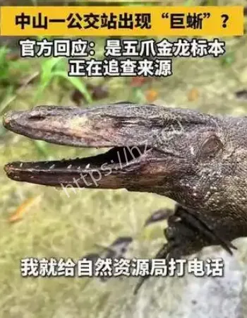 现巨型蜥蜴